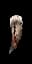 Blood Bone